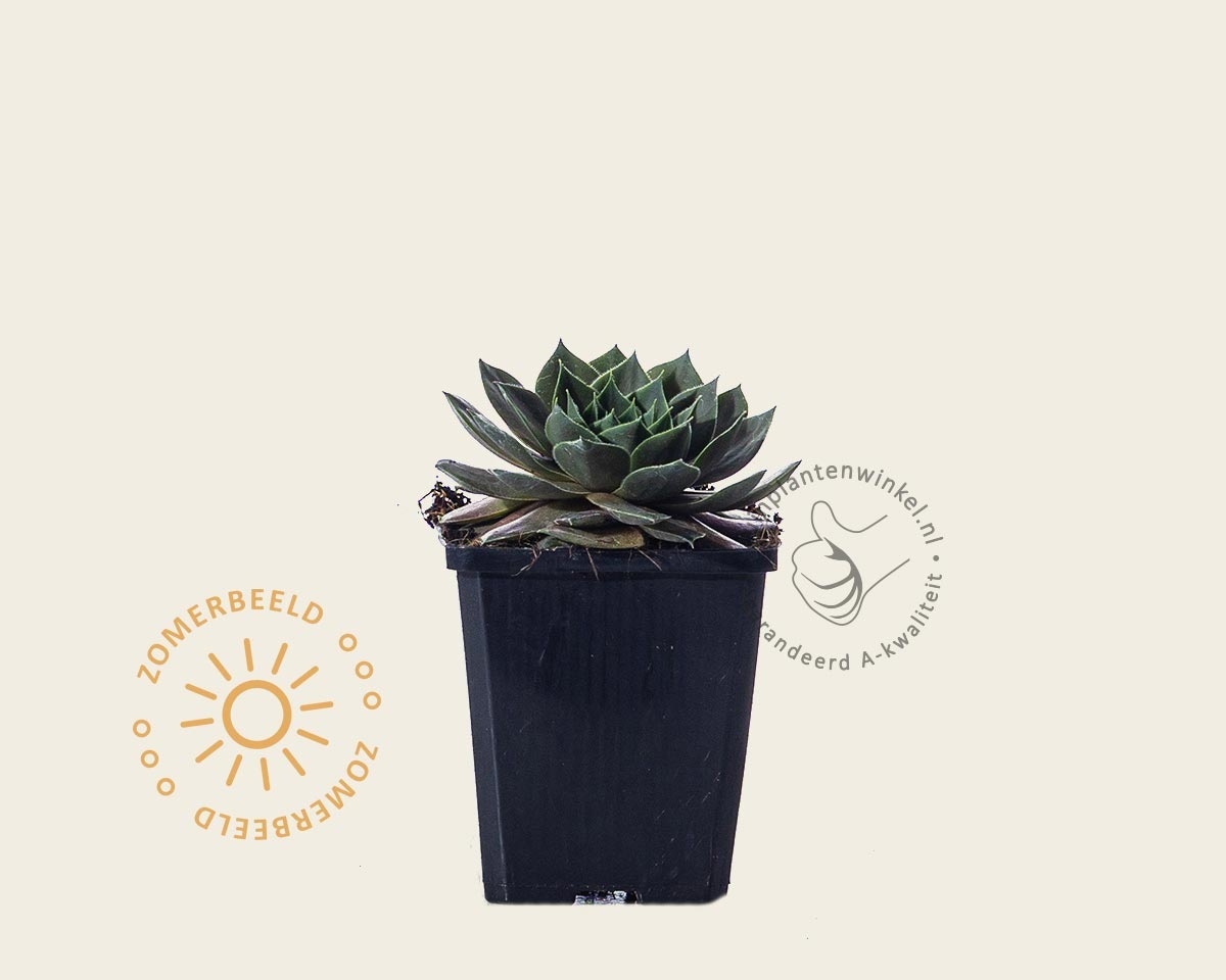 Sempervivum 'Feldmaier'