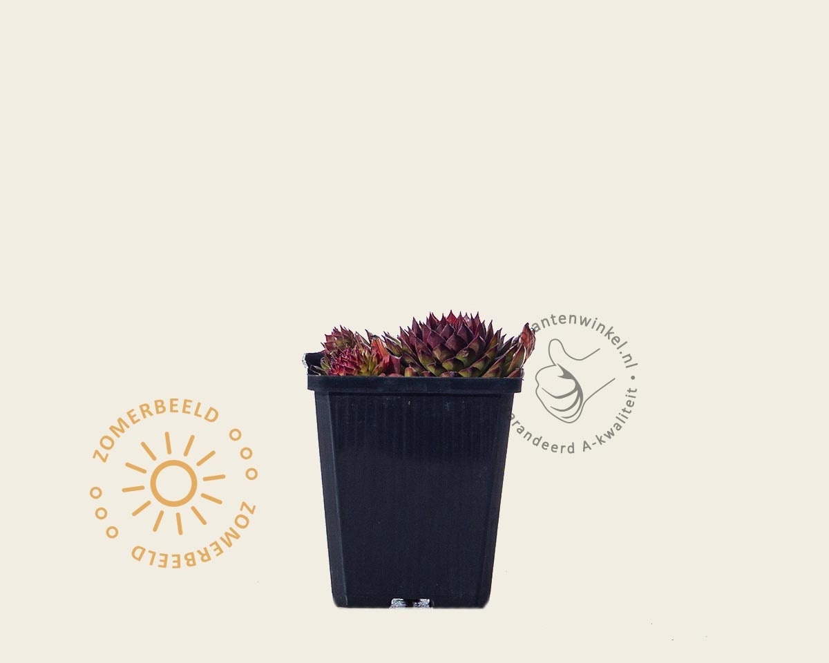 Sempervivum 'Jubilee'