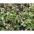 Pulmonaria officinalis 'Sissinghurst White'