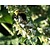 Nepeta racemosa 'Snowflake'