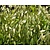 Chasmanthium latifolium