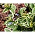 Brunnera macrophylla 'Variegata'