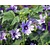 Malva sylvestris 'Primley Blue'