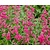 Penstemon 'Andenken an Friedrich Hahn'