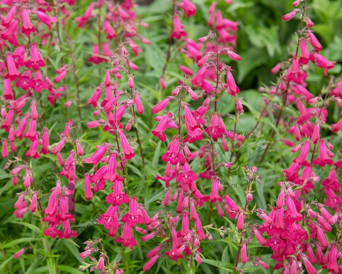 Penstemon 'Andenken an Friedrich Hahn'