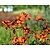 Crocosmia 'Emily McKenzie'