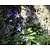 Campanula poscharskyana
