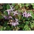 Epimedium youngianum 'Roseum'