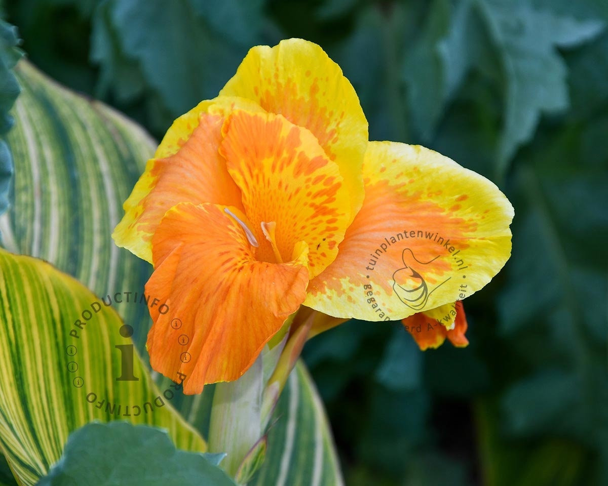 Canna indica 'Pretoria'