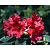 Rhododendron 'Baden-Baden'