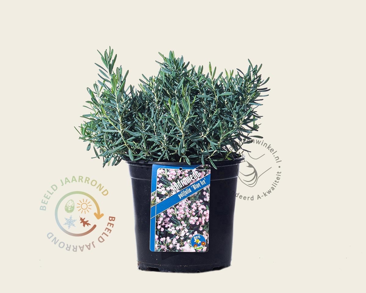 Andromeda polifolia 'Blue Ice'