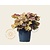 Heuchera 'Carnival Fall Festival'