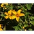 Chrysogonum virginianum