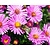 Aster dumosus 'Jenny'