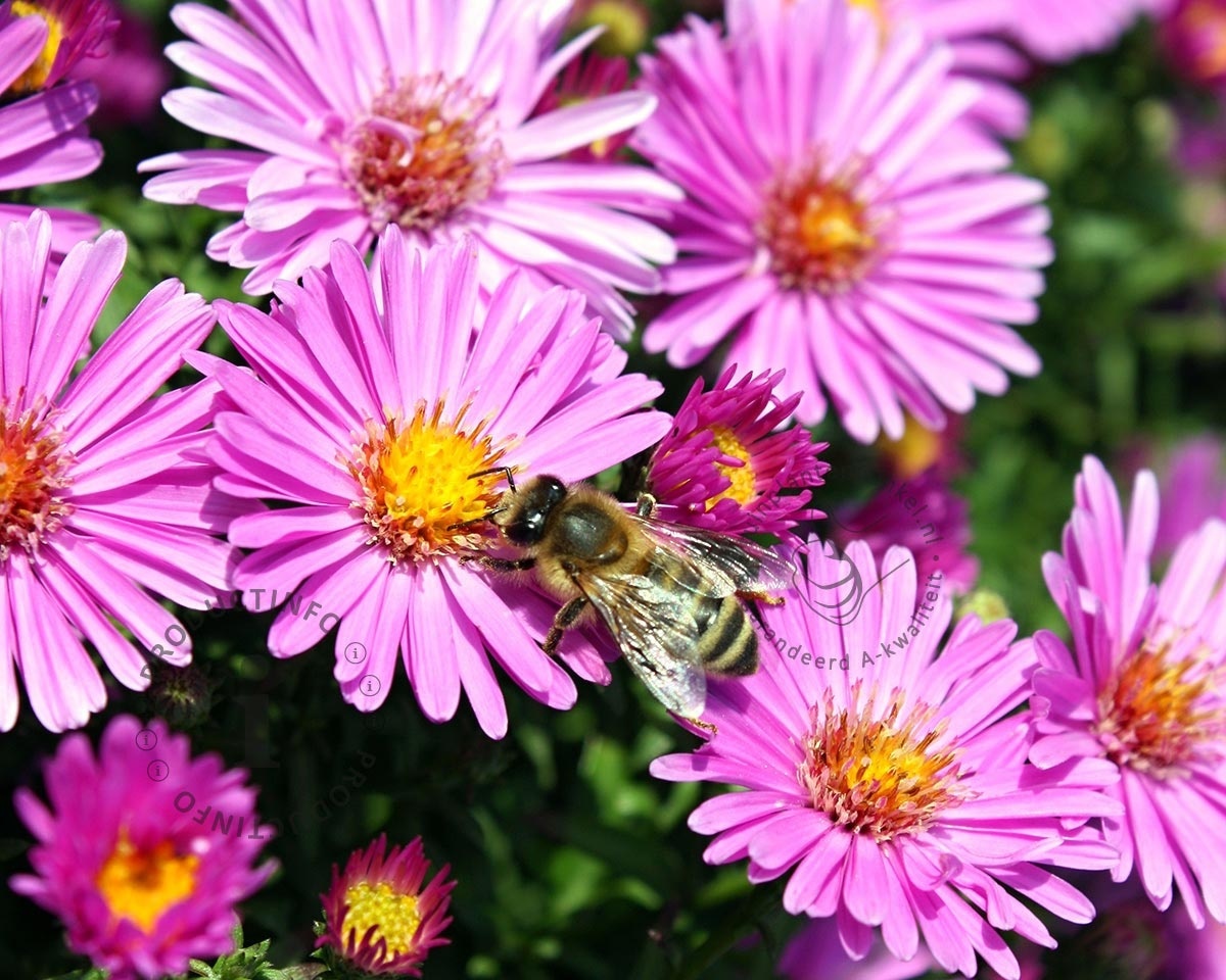 Aster dumosus 'Jenny'