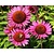 Echinacea purpurea 'Fatal Attraction'