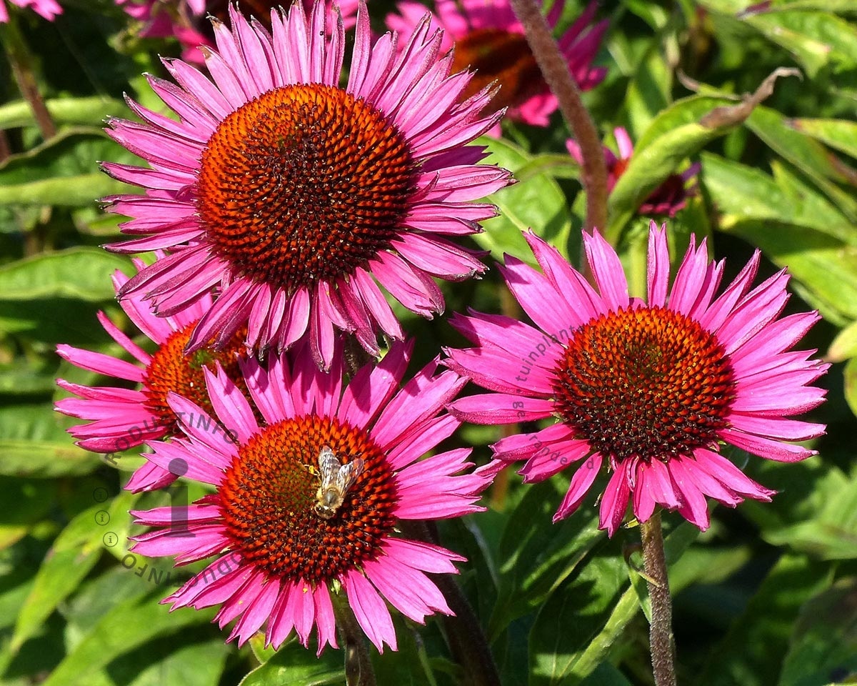 Echinacea purpurea 'Fatal Attraction'