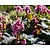 Bergenia 'Bressingham Ruby'