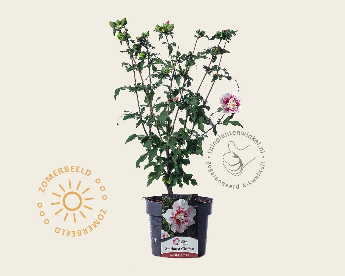 Hibiscus syriacus 'Starburst Chiffon'