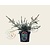 Podocarpus alpinus 'Chocolate Box