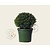 Ilex crenata 'Glory Gem' - bolvorm