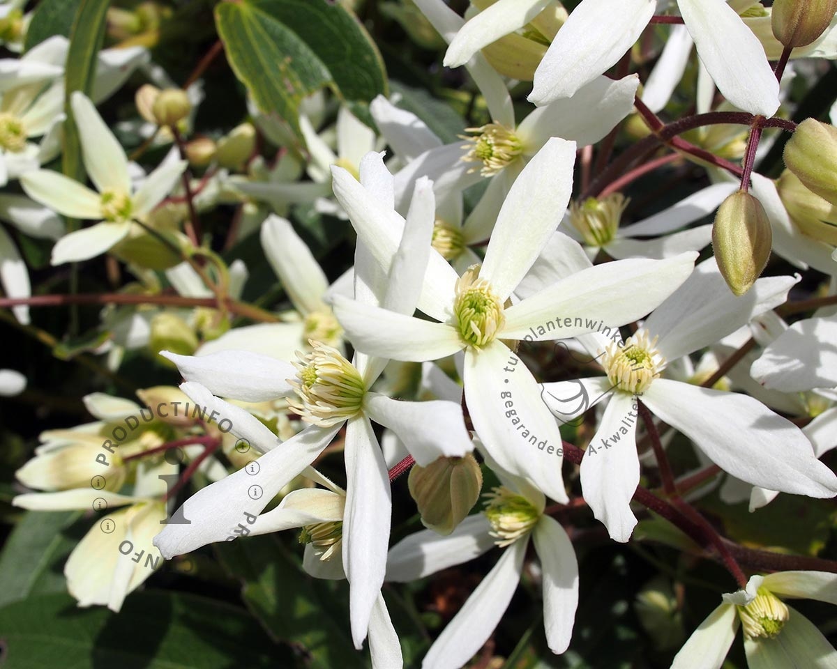 Clematis armandii 'Enham Star'