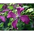 Clematis viticella 'Madame Julia Correvon'