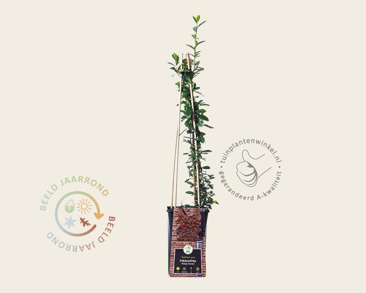 Pyracantha 'Orange Charmer'