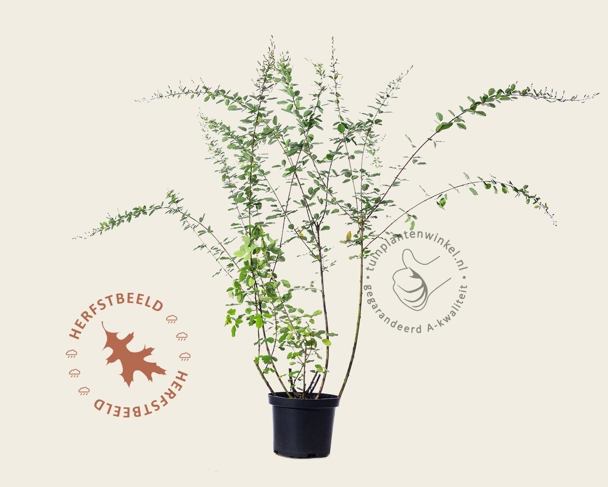 Lespedeza thunbergii