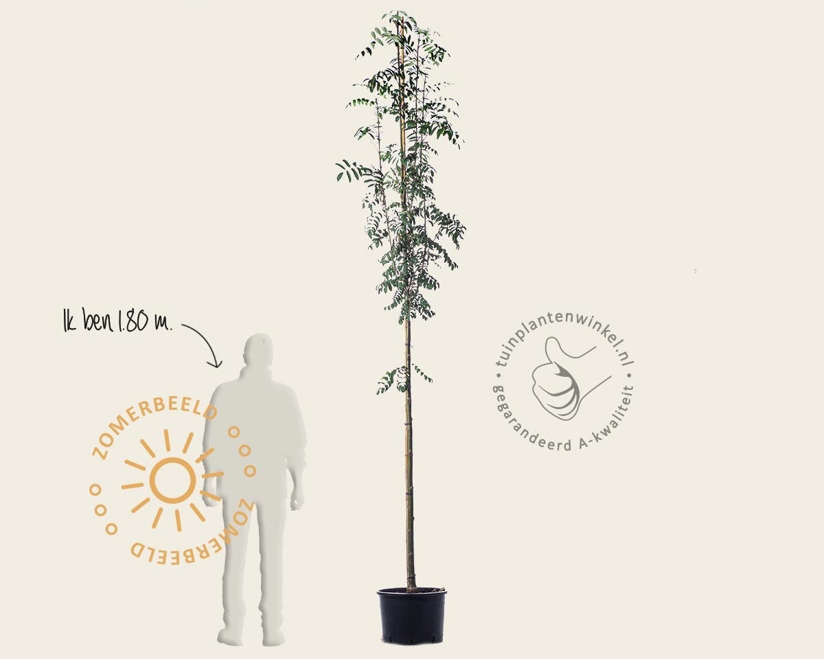 Sorbus aucuparia var edulis - hoogstam