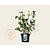 Philadelphus 'Bouquet Blanc'