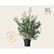 Salix gracilistyla 'Mount Aso' - XL