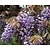 Wisteria brachybotrys 'Iko Yama Fuji' - XL