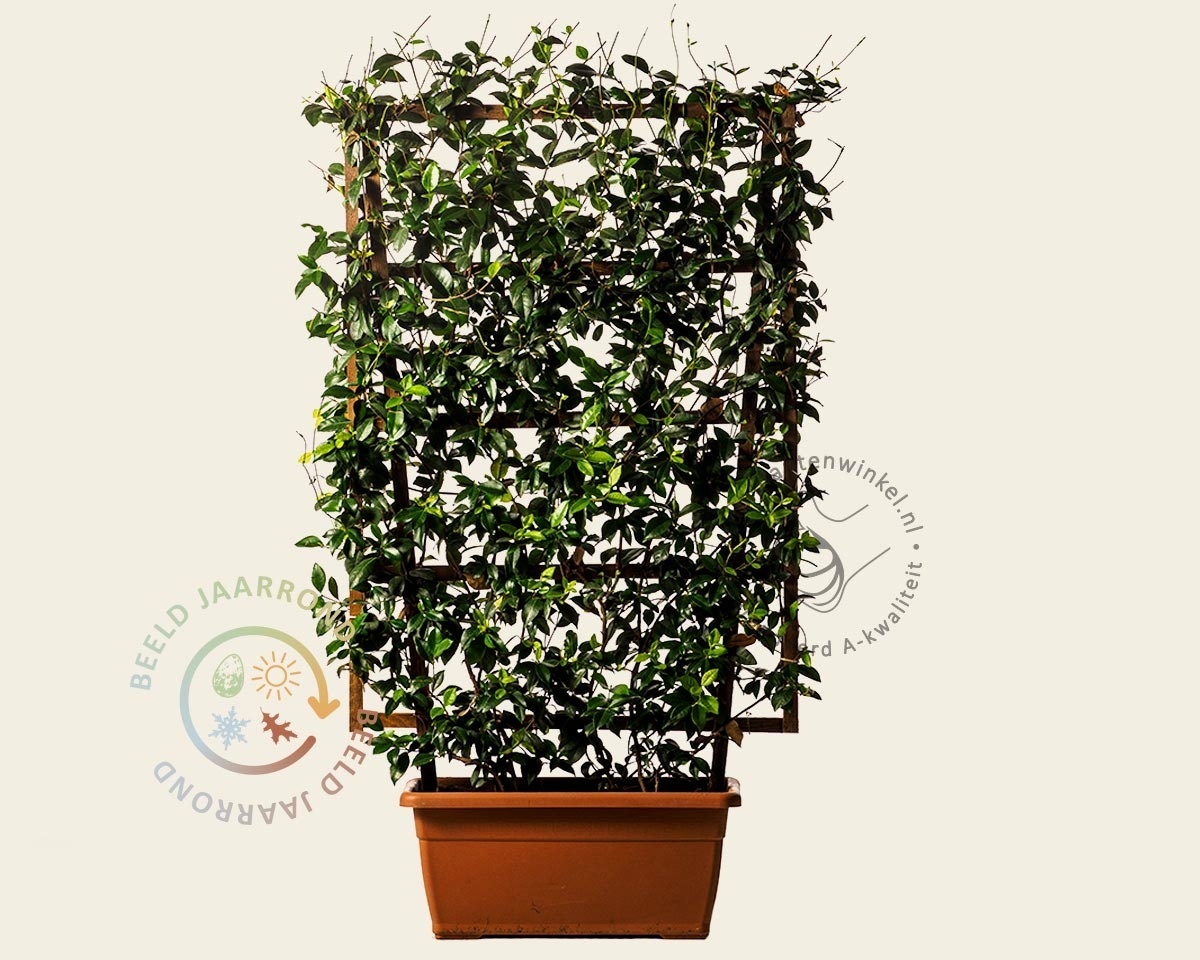 Trachelospermum jasminoides - In rek