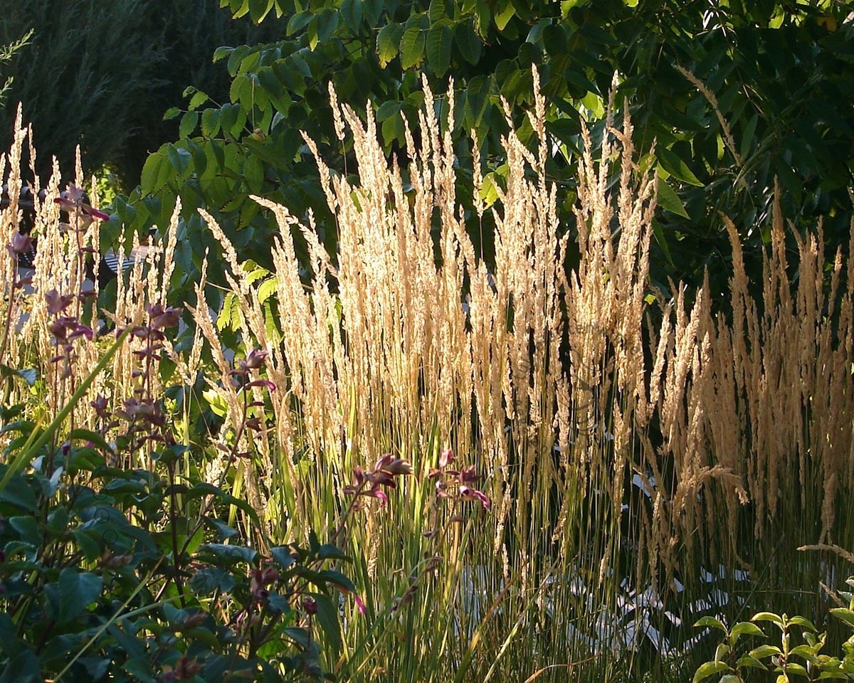 Calamagrostis acutiflora 'Karl Foerster'