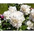 Paeonia lactiflora 'Duchesse de Nemours'