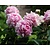 Paeonia lactiflora 'Sarah Bernhardt'