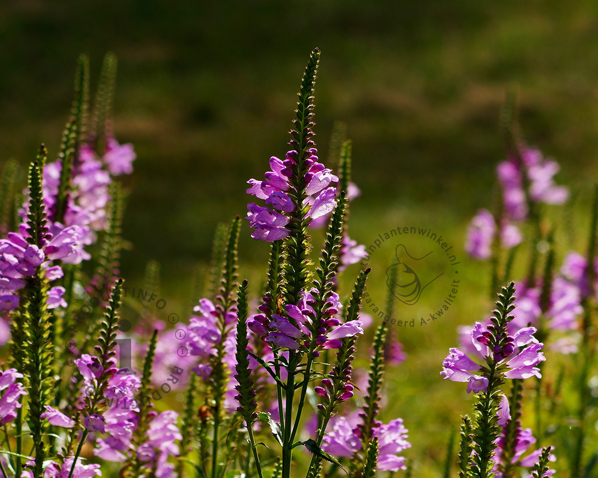 Physostegia virginiana 'Bouquet Rose'