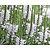 Physostegia virginiana 'Summer Snow'