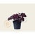 Heuchera 'Carnival Rose Granita'