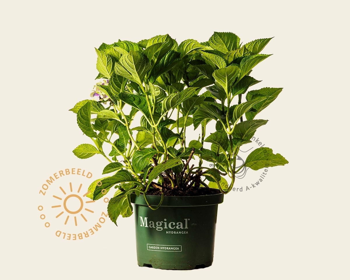 Hydrangea macrophylla 'Magical Amethyst' - blauw