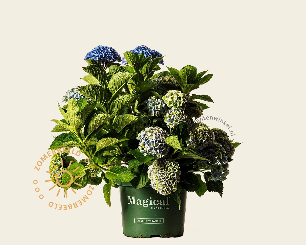 Hydrangea macrophylla 'Magical Revolution' - blauw