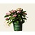 Hydrangea macrophylla 'Magical Revolution' - roze