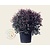 Loropetalum chinense - bolvorm