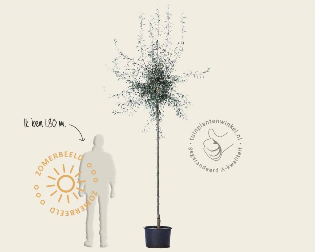 Pyrus salicifolia 'Pendula' - op stam