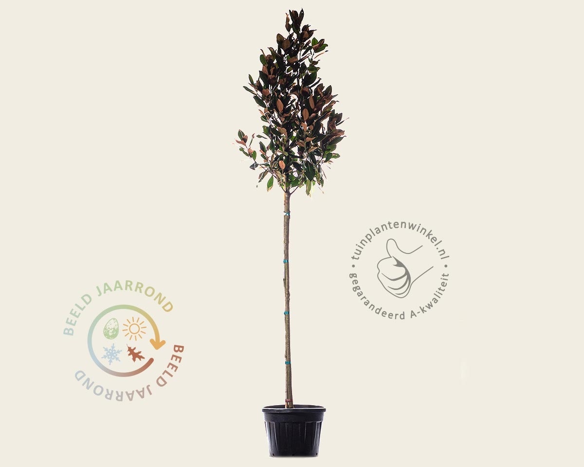 Magnolia grandiflora - hoogstam