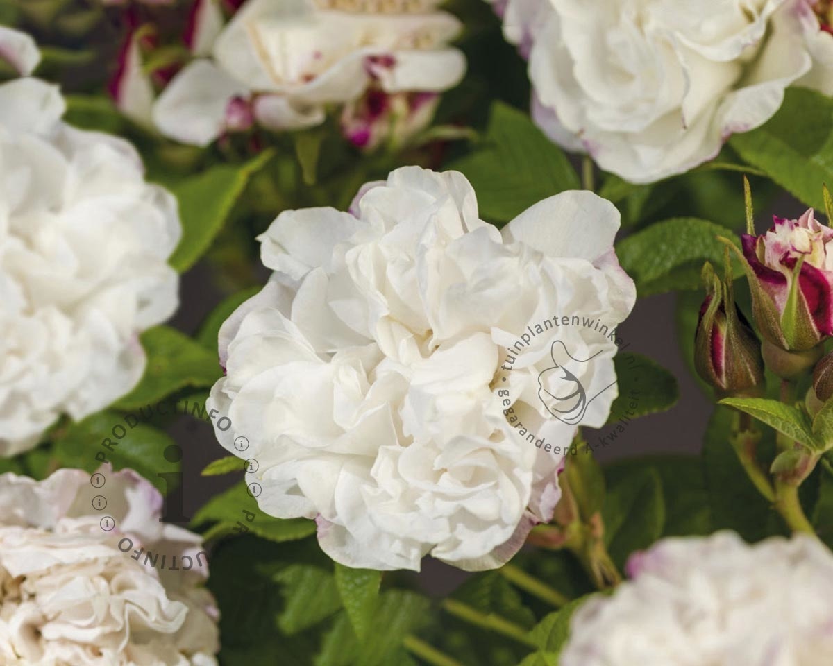 Rosa rugosa 'Louise Bugnet'