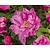 Rosa rugosa 'Zwerg'