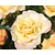 Rosa 'Moonlight'