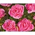 Rosa 'Mirato'